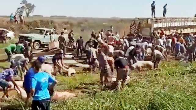 Video: volcó un camión con cerdos y los vecinos saquearon la carga