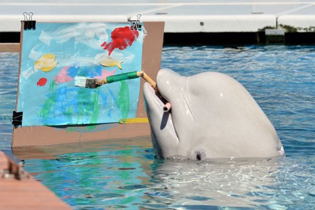 Un acuario japonés enseña a pintar a sus ballenas belugas