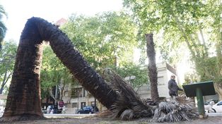 Así quedó el ejemplar que encendió todas las alertas entre los especialistas.