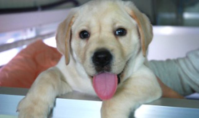 Una pareja ya tiene a su perro clonado por el que pag&oacute; 155 mil d&oacute;lares