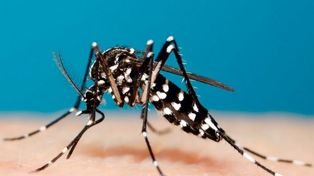 Falleció una adolescente afectada por dengue en Misiones