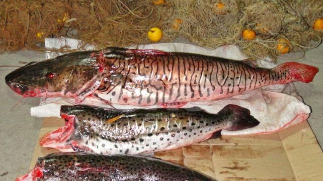 Secuestraron redes de pesca, armas y decomisaron especies ictícolas depredadas Secuestraron redes de pesca, armas y decomisaron especies ictícolas depredadas