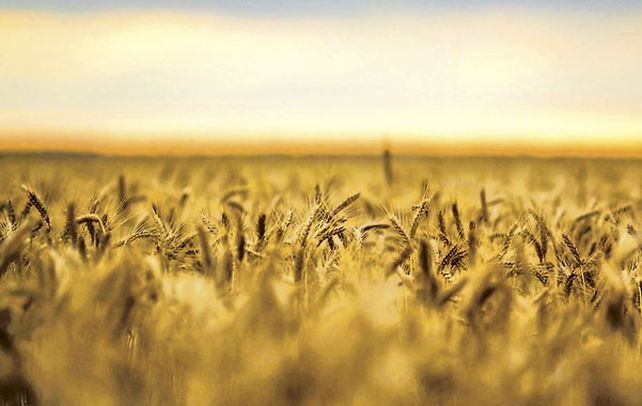 Trigo: se sembró el 83 por ciento del área prevista para la nueva campaña