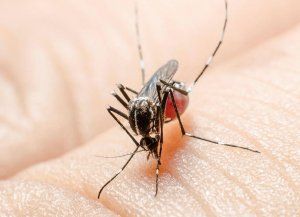 Dengue en Argentina: suman 41.257 casos en 15 provincias