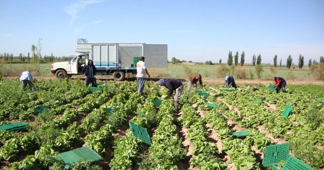 Horticultura: creció la superficie y el número de productores en Santa Fe