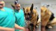 la toma: aumentaron casos de mordeduras de yarara en perros la toma: aumentaron casos de mordeduras de yarara en perros