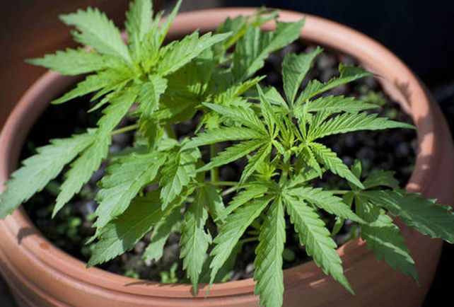 Detienen a un hombre acusado de asesinar a un joven que le robó una planta de marihuana