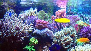 Peligran los corales del Caribe por el cambio clim&aacute;tico