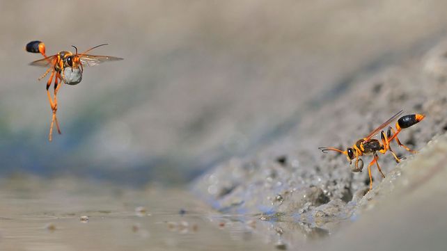 Imágenes ganadoras del premio Fotógrafo de Vida Silvestre 2018