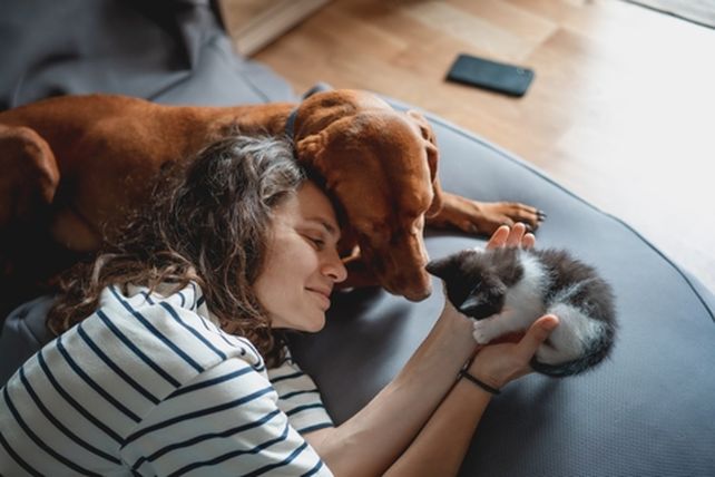 Perros y gatos sufren las consecuencias de los ruidos extremos que provocan los fuegos artificiales y petardos