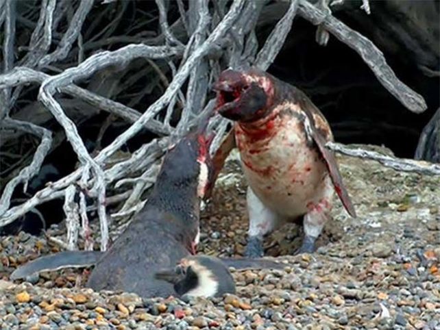 Una infidelidad, el motivo de una sangrienta pelea entre pingüinos que se viralizó