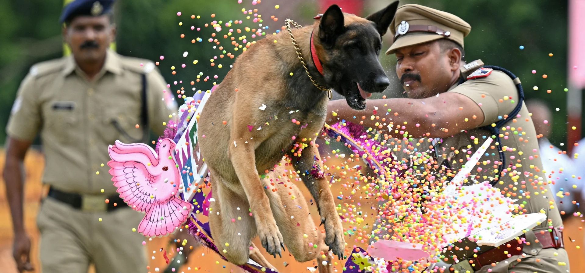 Un perro de la Fuerza de Protección Ferroviaria del país muestra su agilidad durante las celebraciones del Día de la Independencia, Chennai, India. Fotografía: R Satish Babu/AFP/Getty Images Un perro de la Fuerza de Protección Ferroviaria del país muestra su agilidad durante las celebraciones del Día de la Independencia, Chennai, India. Fotografía: R Satish Babu/AFP/Getty Images