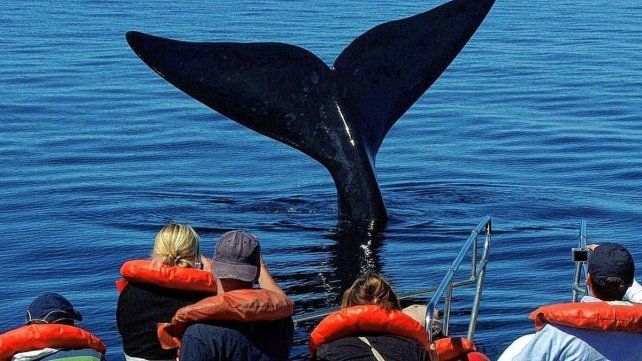 La ballena franca austral La ballena franca austral