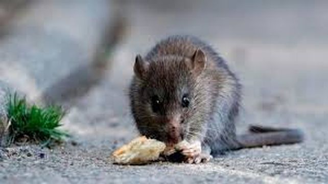 Preocupan los casos de hantavirus en Santa Fe, mientras el dengue da tregua