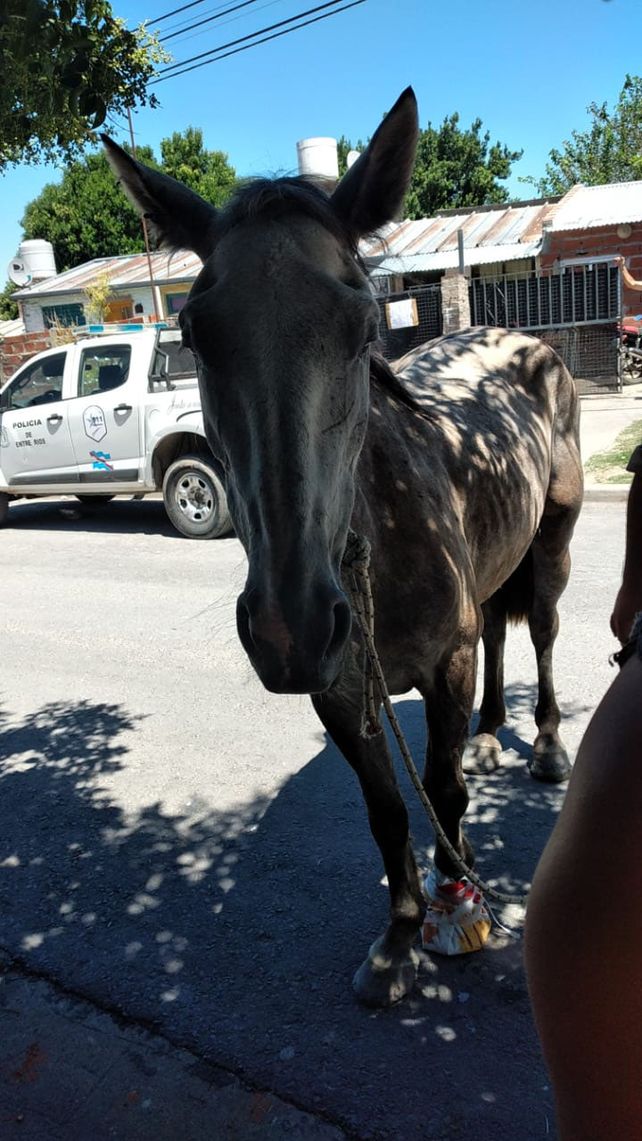 Paraná: rescataron una yegua preñada que estaba herida