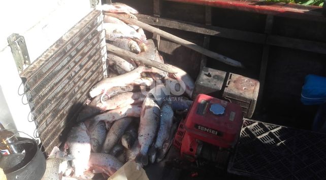 Los ejemplares estaban en diferentes embarcaciones.