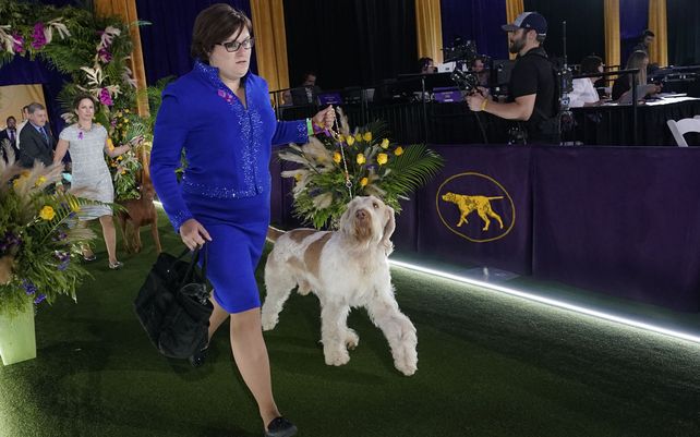 Los controladores llevan a los perros participantes del Sporting Group a la mesa de evaluación