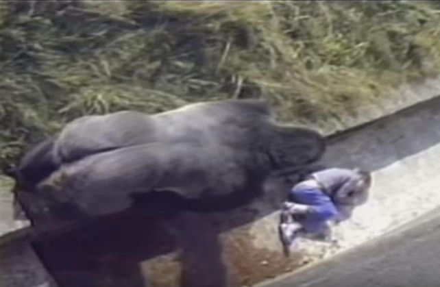 Jambo, el gorila de espalda plateada que protegió a un niño que quedó inconsciente en su jaula