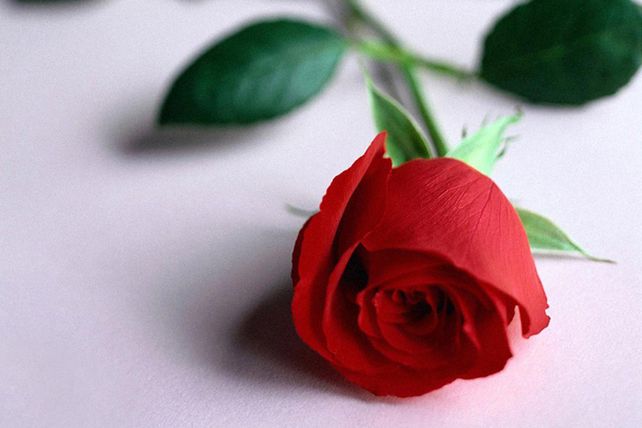 Una rosa para el Día de la Mujer