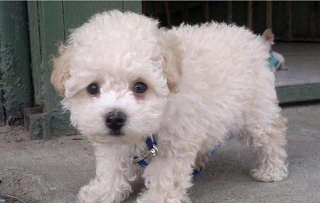 Buddy es un simpático cachorro que ´permanece retenido en el aeropuerto de El Prat.