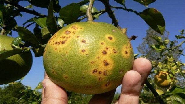 HLB en citrus