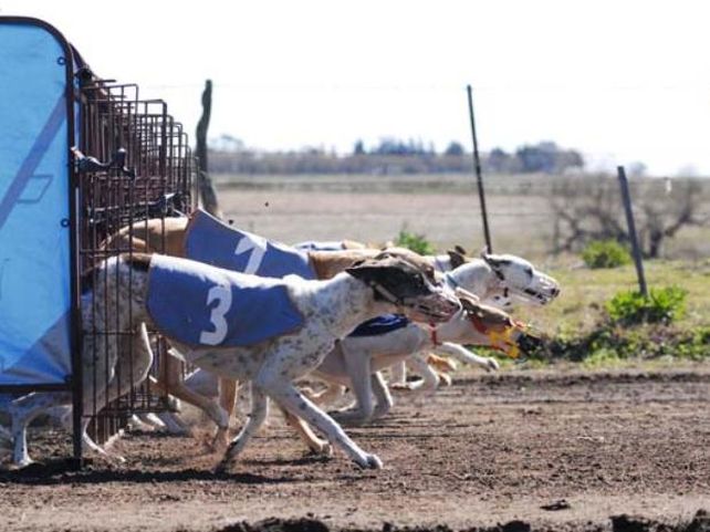 Es ley el proyecto que prohíbe las carreras de galgos en la provincia