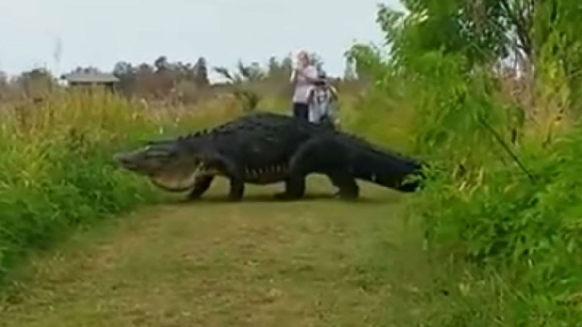 El video de un gigantesco cocodrilo paseando por un parque natural se  viralizó en las redes