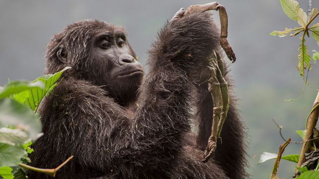 Imágenes ganadoras del premio Fotógrafo de Vida Silvestre 2018