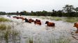 En zona de islas y campos inundables entrerrianos hay poco más de 492.000 cabezas de ganado. Piden reubicación ante las cosecuencias previstas por El Niño En zona de islas y campos inundables entrerrianos hay poco más de 492.000 cabezas de ganado. Piden reubicación ante las cosecuencias previstas por El Niño