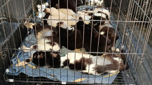 Rescataron más de 30 gatos en pésimo estado de salud en una vivienda de zona noroeste