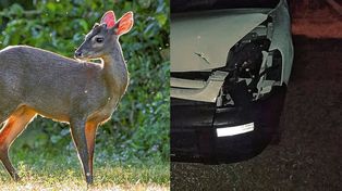 Se le cruzó un guazuncho cuando manejaba por la ruta 18