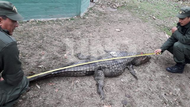 Sorprendieron a cazador que mató de un tiro en la cabeza a un yacaré