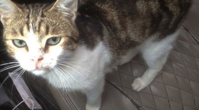Un gato “narco” fue detenido al introducir drogas a una cárcel