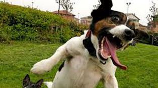 Cada vez más perros consumen marihuana y les provoca efectos insólitos