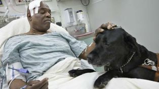 Un perro saltó a las vías del subte de Nueva York para ayudar a su amo ciego
