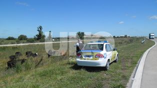 La Policía de Seguridad Vial secuestró 13 vacunos sueltos en Circunvalación Oeste