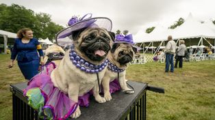 Exposición Canina del Kennel Club de Westminster