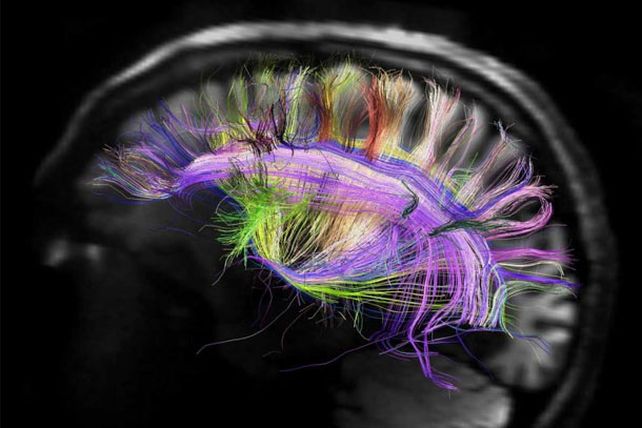 Científicos logran eliminar malos recuerdos del cerebro