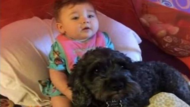 Polo, el perro que murió al salvar a una bebé de un incendio