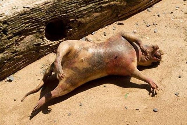 Se develó el misterio sobre qué era el monstruo de Brooklyn