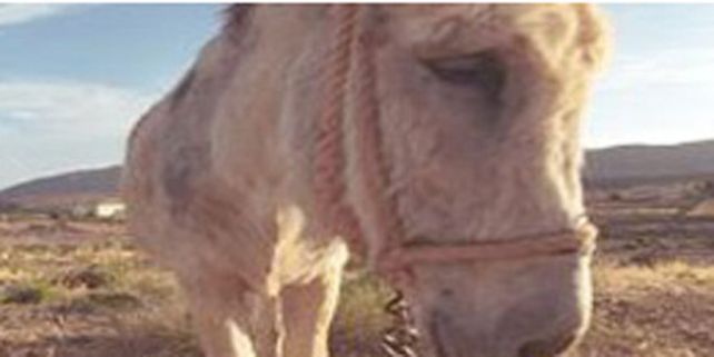 Tolerancia cero: arrestaron a un burro por el robo a un sindicato docente