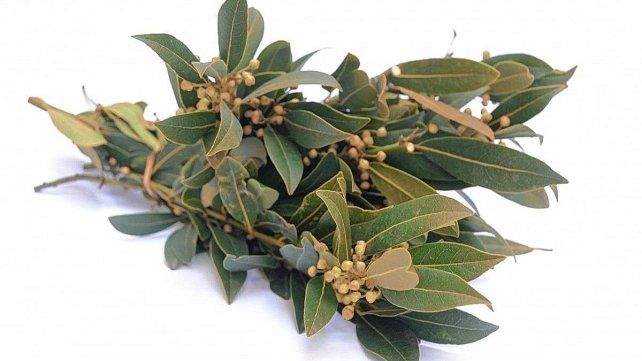 El laurel, símbolo de triunfo y victoria en la antigüedad, hoy presente indispensable en la cocina
