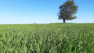 El 75% del arroz en Entre Ríos está en buenas condiciones