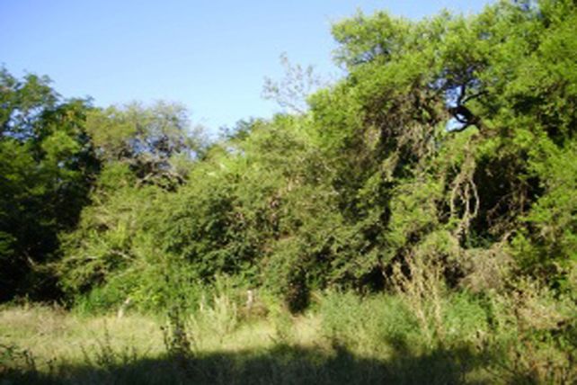 Naturaleza. Los cambios impactan negativamente sobre la biodiversidad.