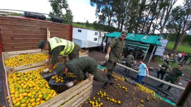 Concordia. Más de 1800 kilos de marihuana fueron secuestrados de un camión cargado con mandarinas