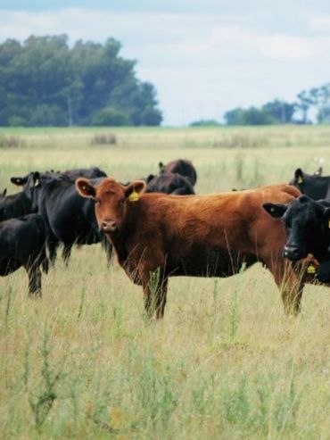 Santa Fe presentó en La Rural un certificado para acreditar producción sin deforestación ante los mercados externos