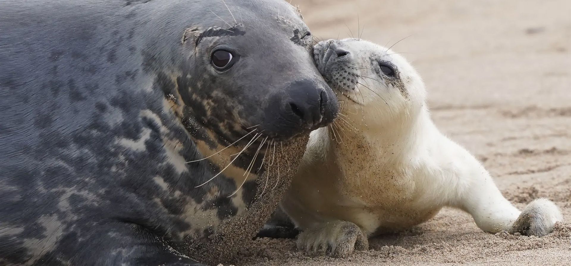 Islas Farne, Inglaterra. Uno de los primeros cachorros de foca nuevos de la temporada nacidos en las Islas Farne del National Trust, frente a la costa de Northumberland. Fotografía: Owen Humphreys/PA