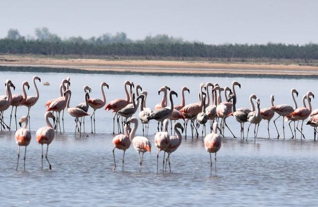 Bandadas de flamencos australes en el Chaquito