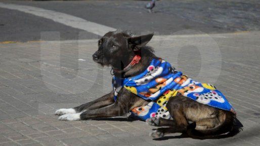 SMN: inicia otra semana de bajas temperaturas
