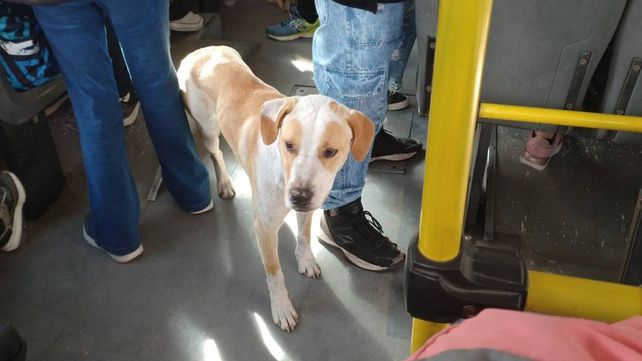 Las mascotas son inusuales en el transporte público